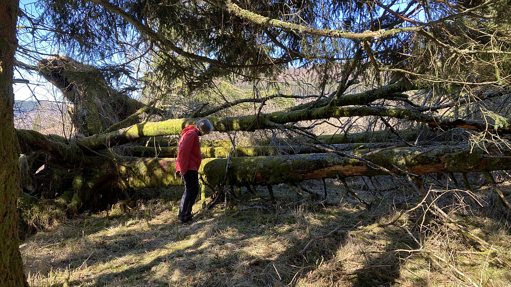 Høyeste punkt på Tempelet ligger inne i dette rotveltet!