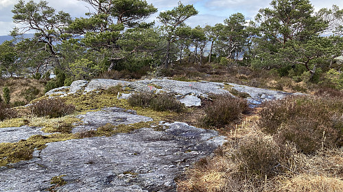 Lettgått terreng på platået nord for Ølveshovda