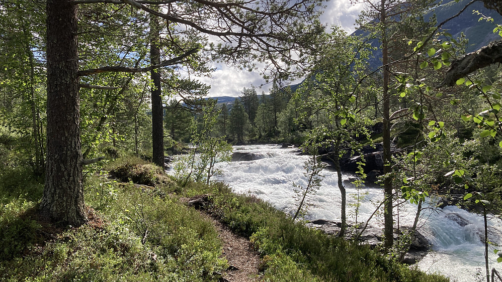 Fint å gå på sti langs nordsiden av Kleivelvi!