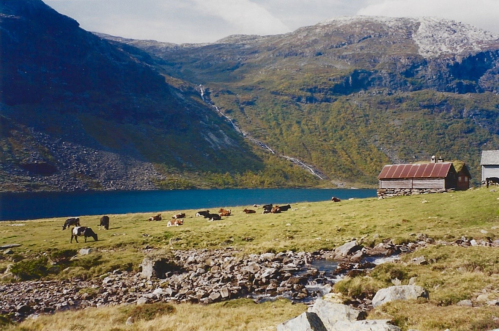 Stølsdrift med beitende kuer på de flotte flatene sør for Slondalsetrene. Elven i bakgrunnen kommer ned fra Mjølfjellet, og kalles for Tverrelvi.