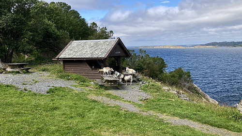 Geiteflokken trives i og ved Grinda 1817!