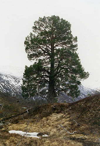 Appelsintreet