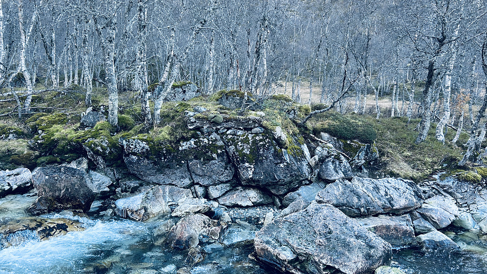 Her ved Kleivane var det gammel bro over Kleivelvi. Oppmuringer og en tre-sville vitner om dette. Foto mot sør i retning Mjølfjellet