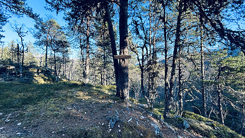 Berstjørnbakken