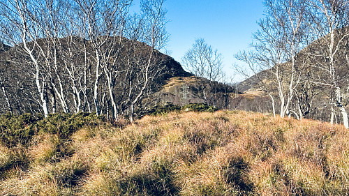 Toppområdet
