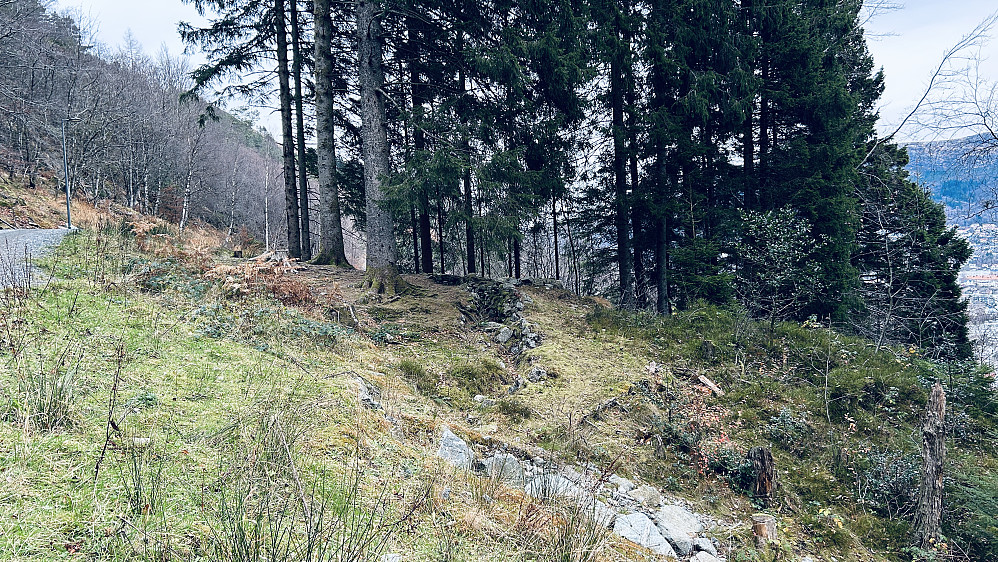 Skytestilling og løpegrav inne i granholtet