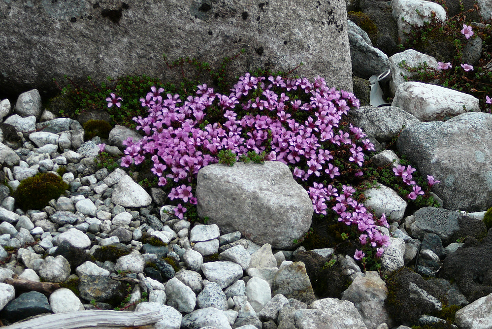 Rik fjellflora (rødsildre) i goldt fjellområde!