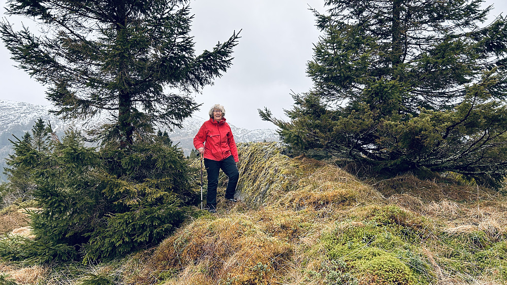 Astrid ved et av de høyeste punktene på Gaukavarden. Inne i granholtet mot høyre er der to jernbolter som må være rester etter trig-merket. GPS på fjellknausen 32V 304021 6697705