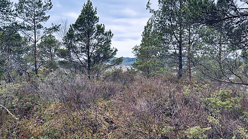 Toppen på Stølshaugen