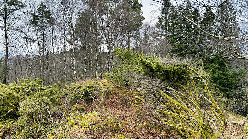Høyeste punkt på Kampen 230