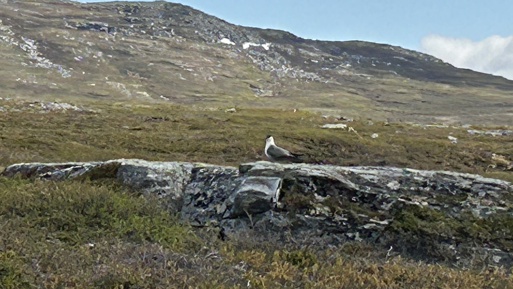 Fjelljo i sitt rette element