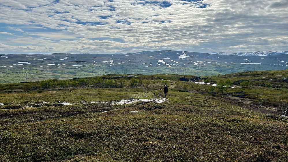 Overgang vidde - bjørkeskog på ca 200 moh - våren her oppe er i anmarsj!