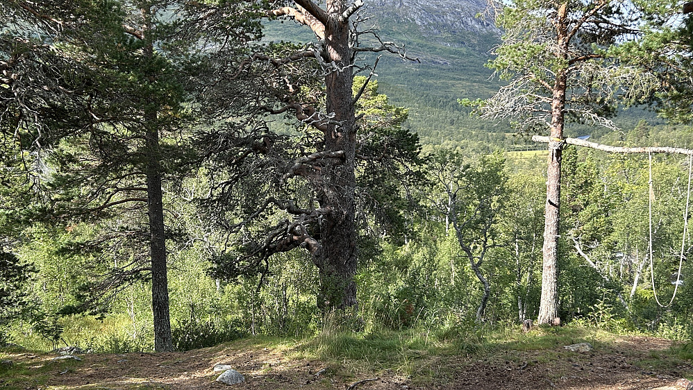 Eldgamle furutrær ved hytten