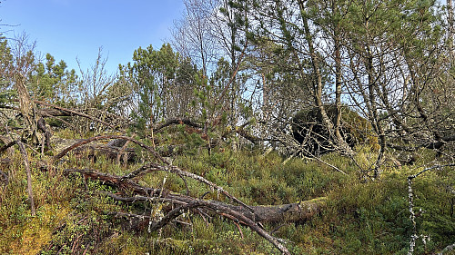Toppområdet på Storenipa