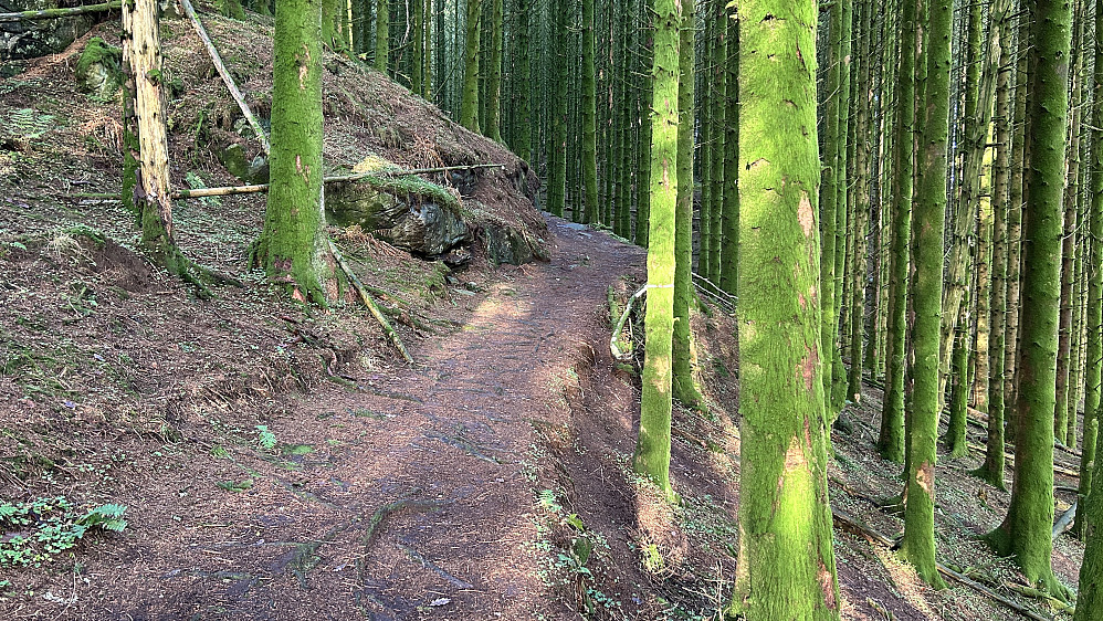 Skogsvei og stier i tett granskog