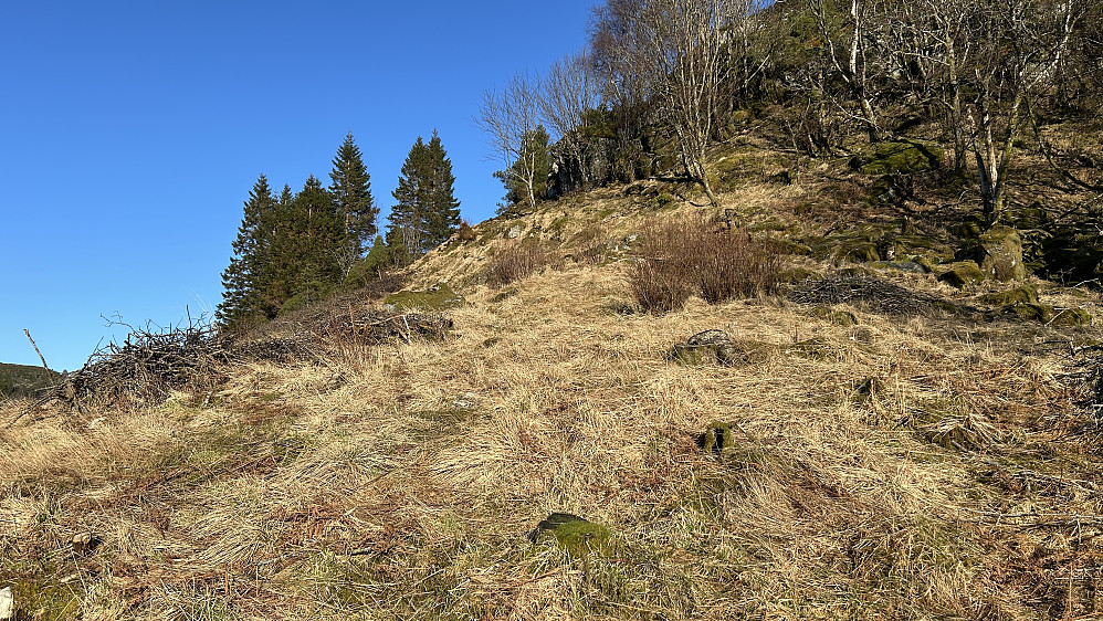 Ryddet skråning oppover mot Ørnatua