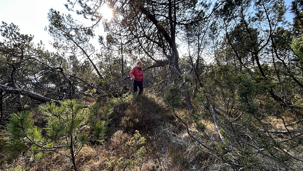 Astrid på et lite høydedrag på Liafjellet nord for stien 