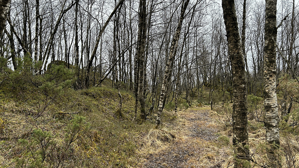 Toppen i sikte øst for stien