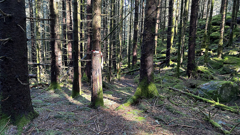 Godt merket sti gjennom tett granskog