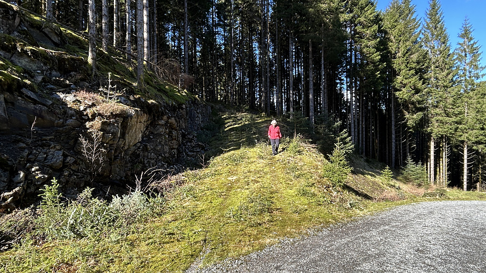 Astrid på skogsveien som går mot Hattråsen