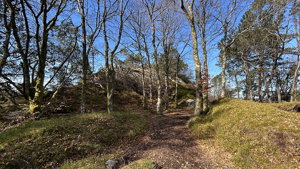 Terrenget på Våganeset. Foto mot høyeste punkt her ute - en haug 28 moh med PF ca. 16.