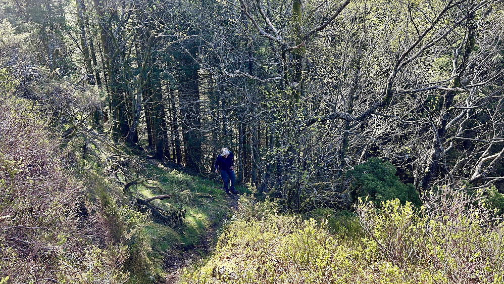 Astrid på vei ut av granskogen mot Hjortlandsåsen