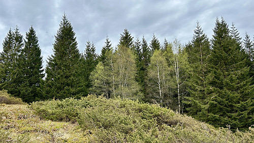 Åsen sett fra SSØ