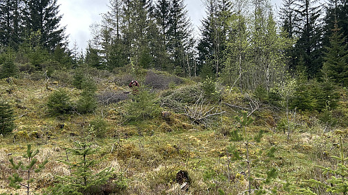 Astrid på returen like før veien. Trefelling i området.