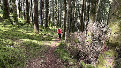 Fin, merket sti gjennom skogen nord for toppen