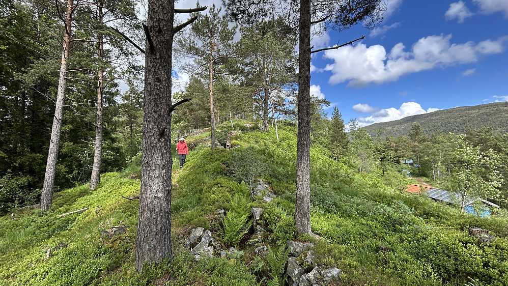 Eidahaugane sett fra vest. Delvis overgrodde løpegraver langs hele ryggen!