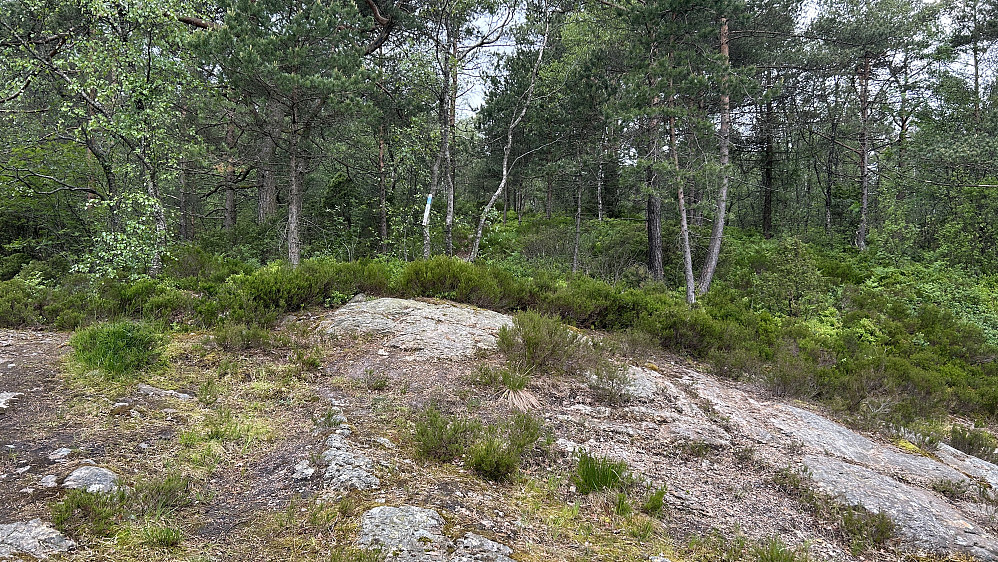 Stistart mot Nordåsen. God sti mot sørsiden av Nordåsen!