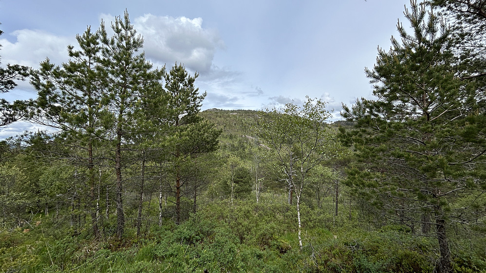 En slags utsikt mot Svartafjellet i nord