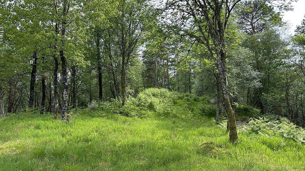 Stistart mot venstre i fint område SØ for bebyggelsen