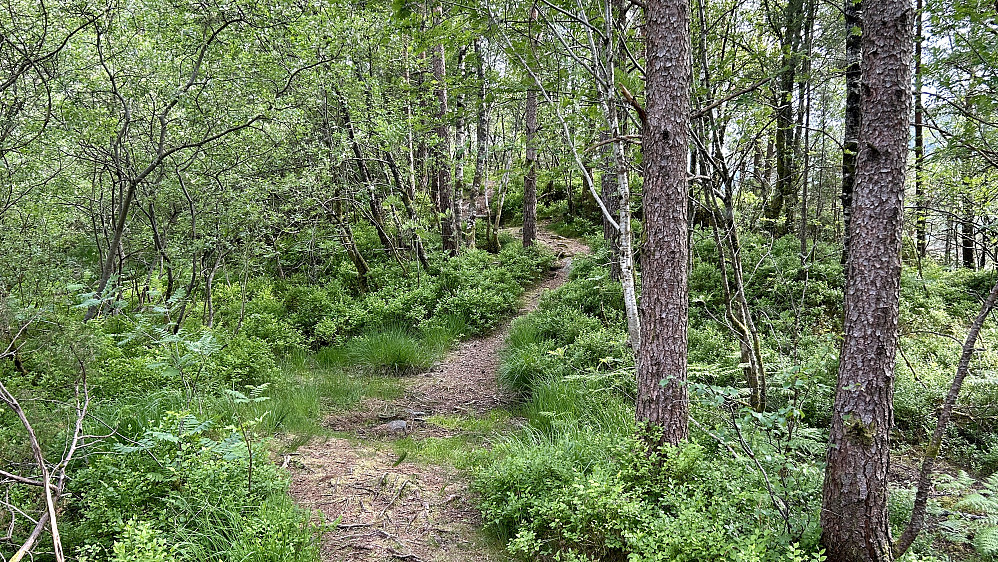 Fint turområde nord for toppen av Høgehøyen