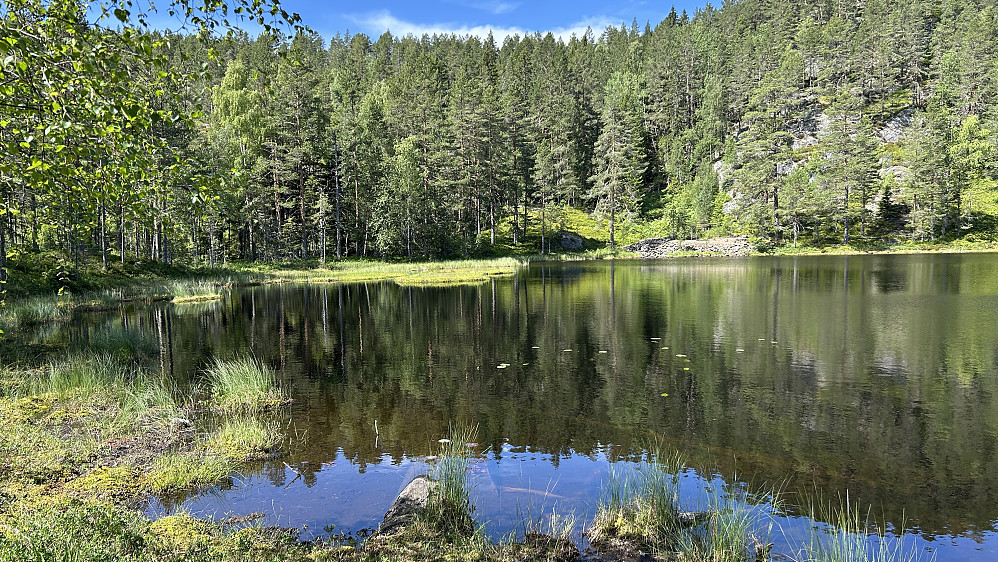 Vannliljer i sørenden av Svartåstjernet