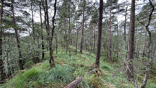 Nordover ryggen.