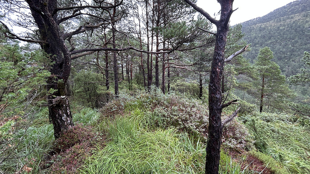 Høghaugen 162 sør for Engevik