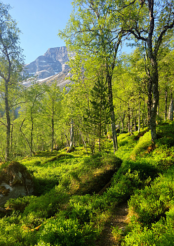 Stien opp mot Grasdalen med Skarfjellet i bakgrunnen