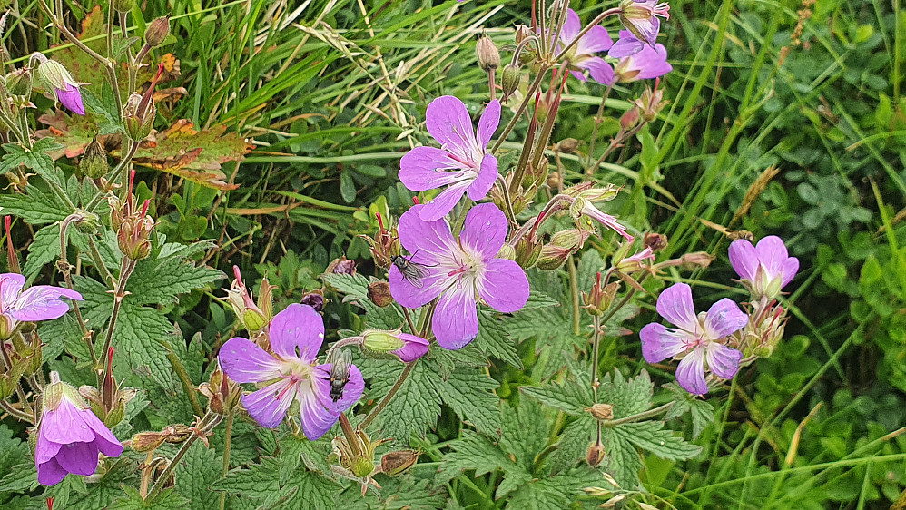 Skogstorkenebb 