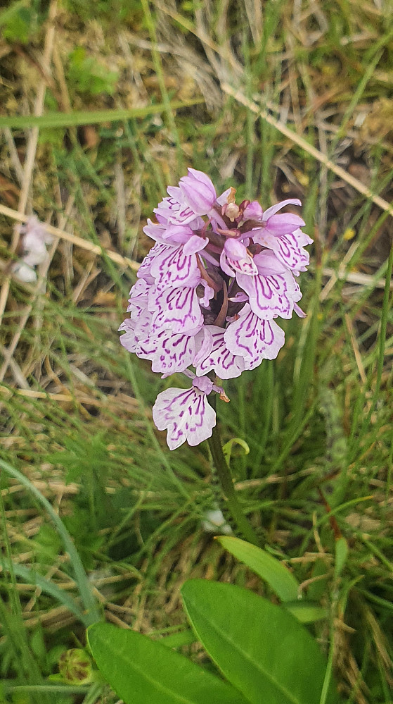 Flekkmarihånd