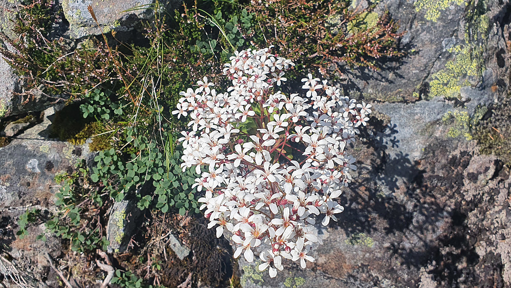 Bergfrue (Fjelldronningen, som er Møre og Romsdals fylkesblomst)