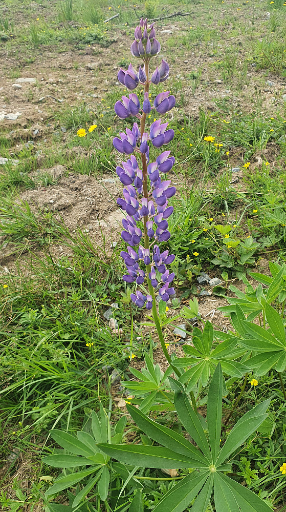 Den forhatte lupinen