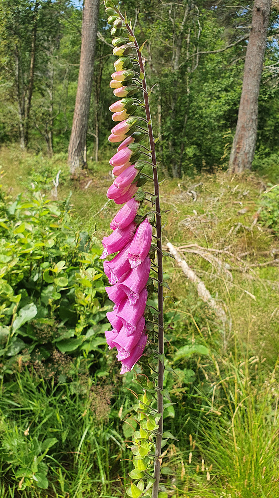 Revebjelle