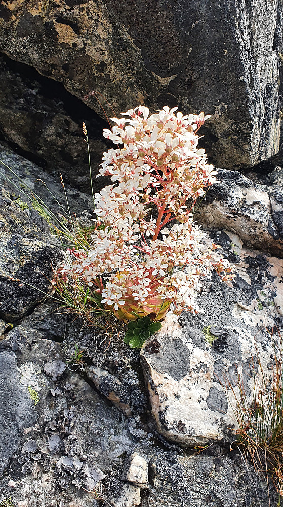 Oppe i hamrene mot Kyrfonntinden var det en enslig flott Bergfrue. Kåret til Norges nasjonalblomst i 1935, og Møre og Romsdals fylkesblomst.