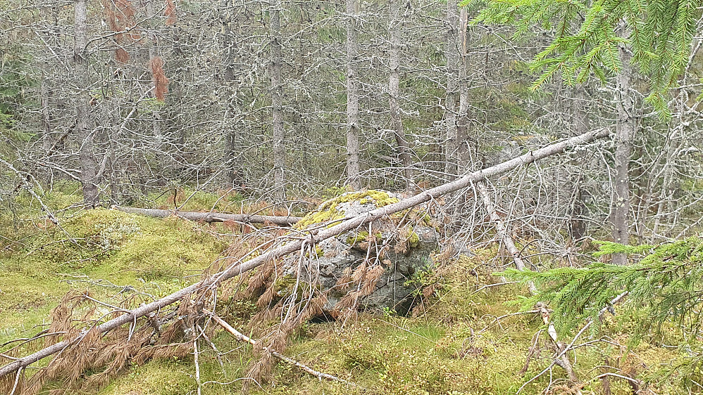Ca toppen av Kvesåsen :-) 