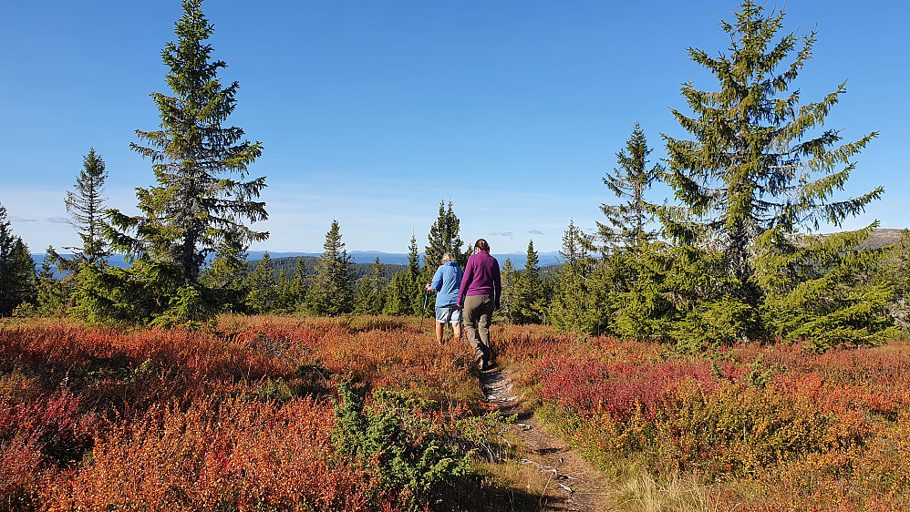 Vandring i flotte høstfarger ned fra Lunkefjell 