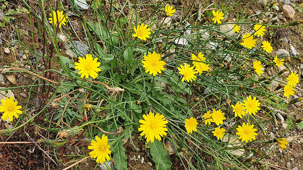 Blomster fortsatt i Elgsåslia (Føllblom)
