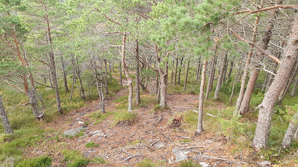 Ned skogen fra Breilia :-)