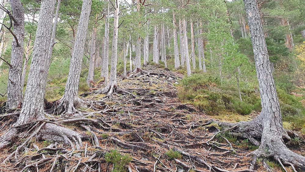 Opp skogen mot Breilia