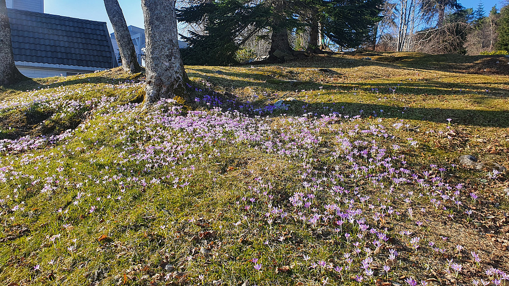Masse krokus i Reknesparken